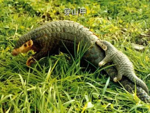 基因在亲子代间的传递 PPT课件12 人教版