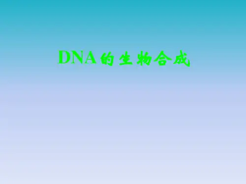 DNA的生物合成(基因信息传递)