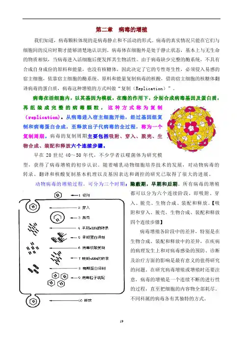 动物病毒学-第2章病毒的增殖