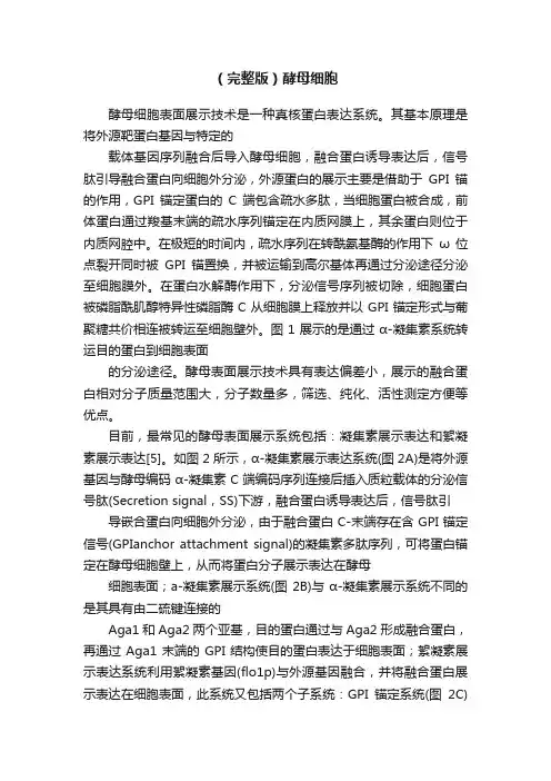 （完整版）酵母细胞