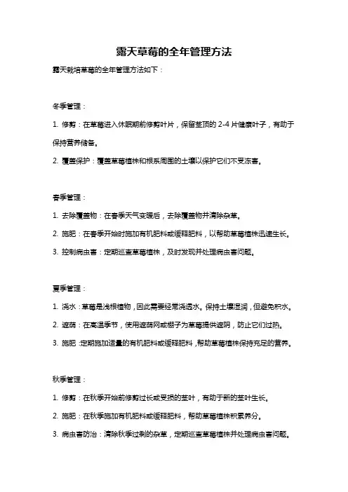 露天草莓的全年管理方法
