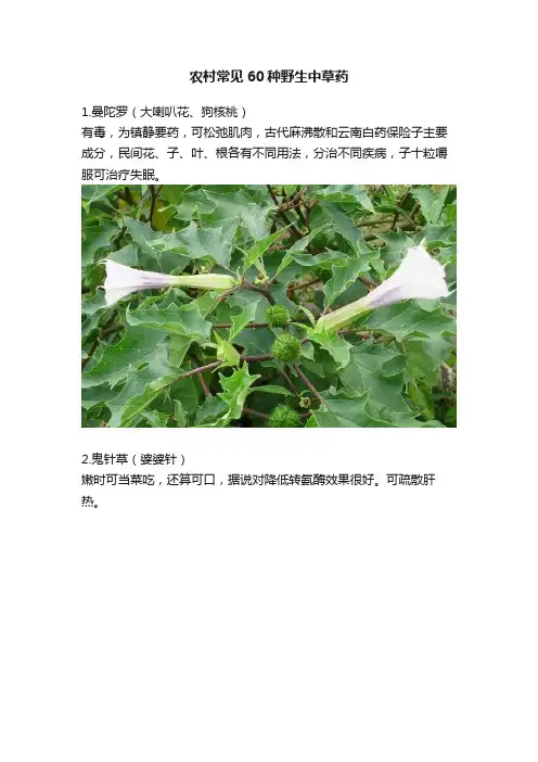 农村常见60种野生中草药