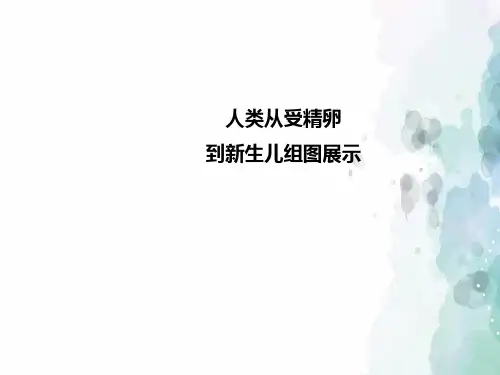 人教版-生物-七年级下册-人类从受精卵到新生儿图片展示