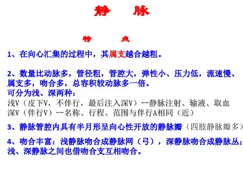 系统解剖学之静脉