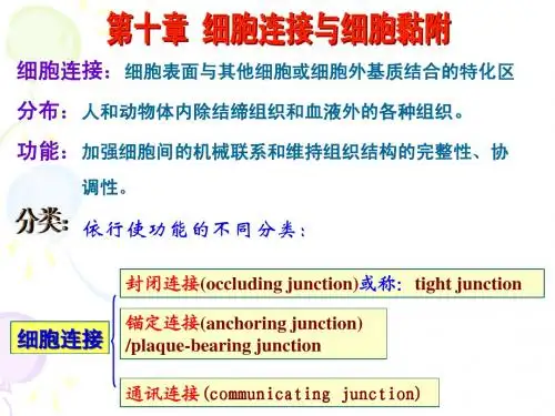 10细胞连接与细胞粘连