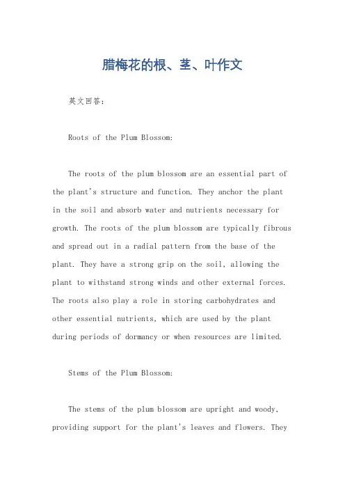 腊梅花的根、茎、叶作文