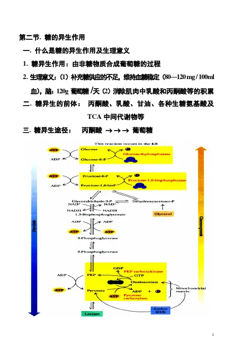 南开大学 第九章 糖代谢 第二节糖异生