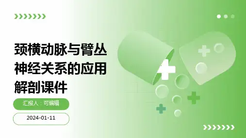 颈横动脉与臂丛神经关系的应用解剖课件ppt