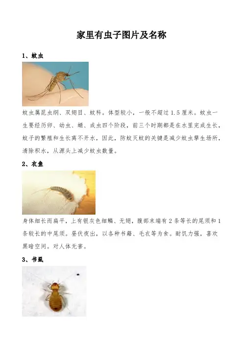 家里有虫子图片及名称
