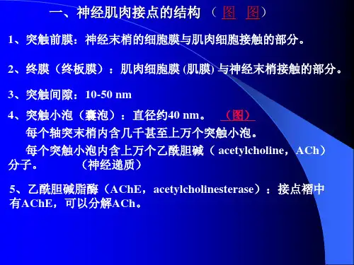 动物生理学兴奋在神经肌肉之间的传递