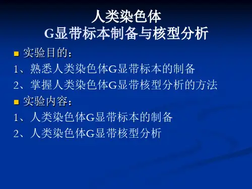 人类染色体G显带标本制备与核型分析