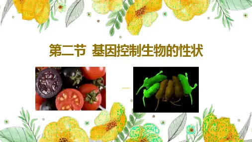 【课件】第二节  基因控制生物的性状