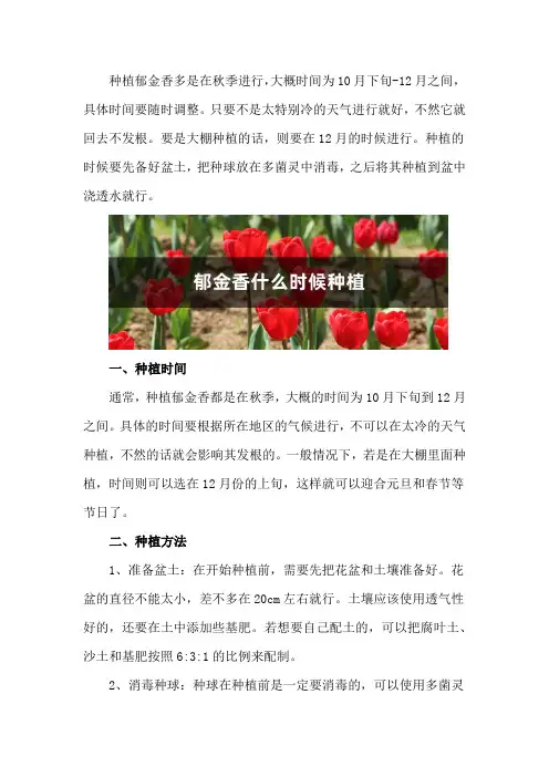 郁金香什么时候种植,怎么种植