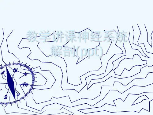 教学讲课神经系统解剖(ppt)