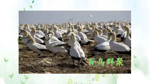 《鸟的天堂》PPT—人教部编版鸟的天堂优秀课件1