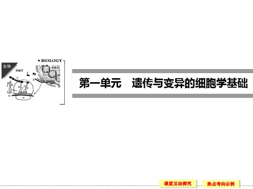 《1.1.1 减数分裂与配子形成》课件