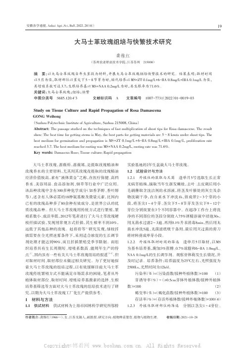 大马士革玫瑰组培与快繁技术研究