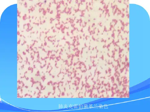 微生物学检验(第3版)2012肺炎克雷伯与痰液标本检查