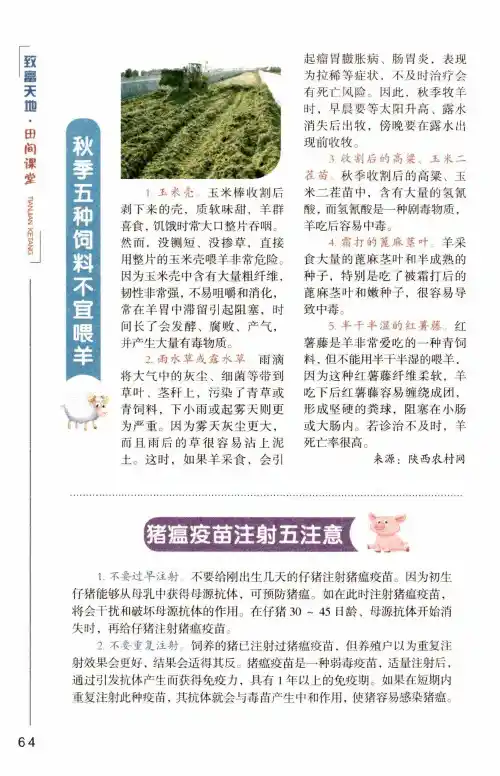 秋季五种饲料不宜喂羊