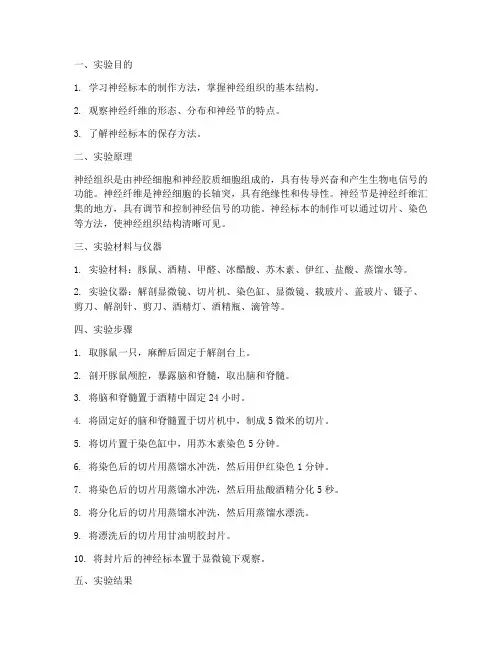 神经标本制作实验报告