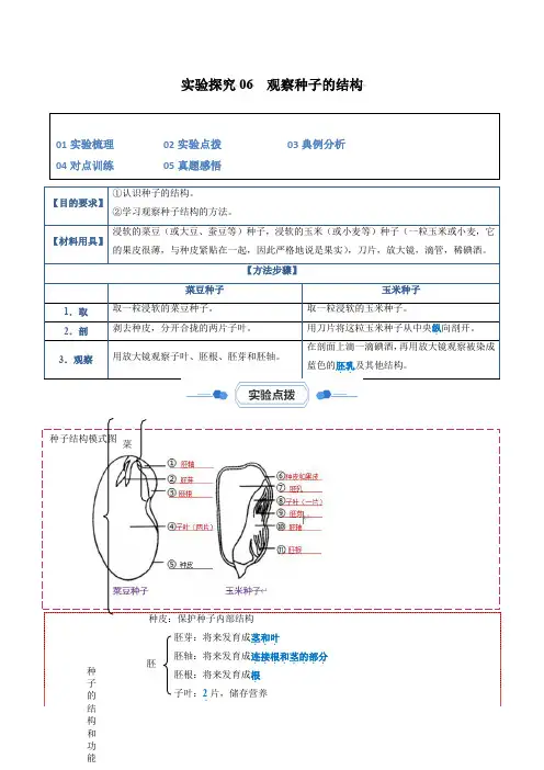 实验探究06观察种子的结构(原卷版)