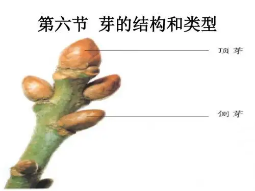 八年级生物芽的结构和类型课件(2019年)