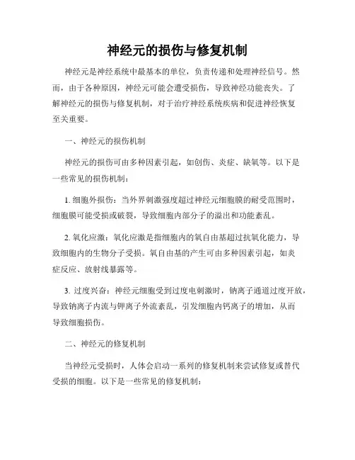 神经元的损伤与修复机制