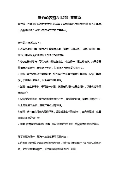 紫竹的养殖方法和注意事项