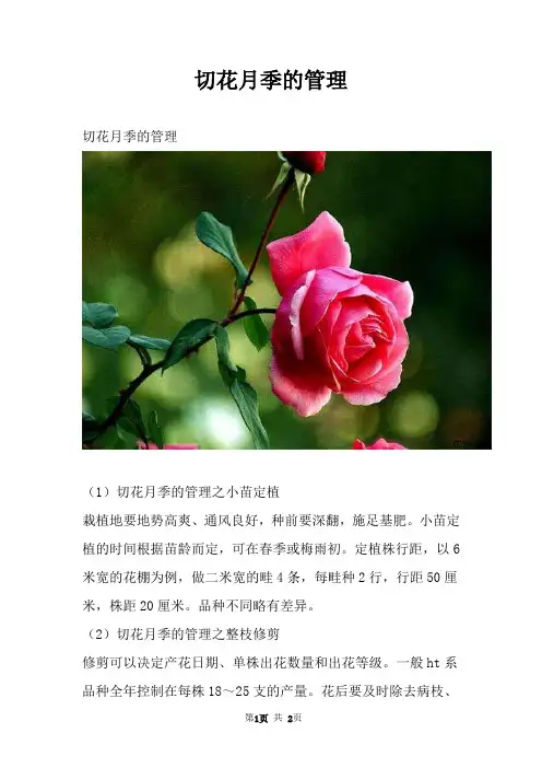 切花月季的管理