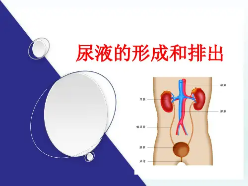 尿液的形成和排出 说课课件 济南版七年级生物下册