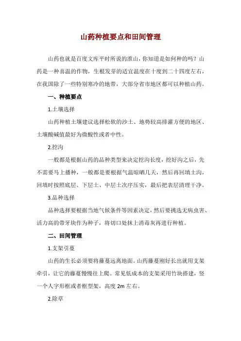 山药种植要点和田间管理