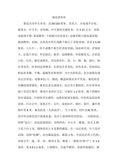 菊花的外形