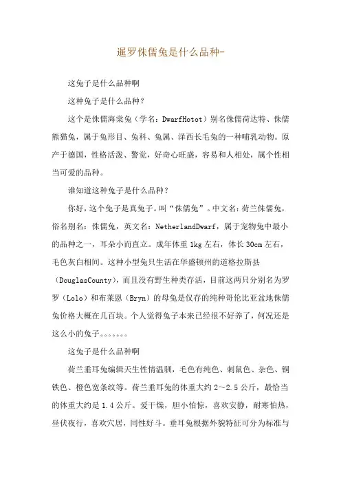 暹罗侏儒兔是什么品种--这兔子是什么品种啊