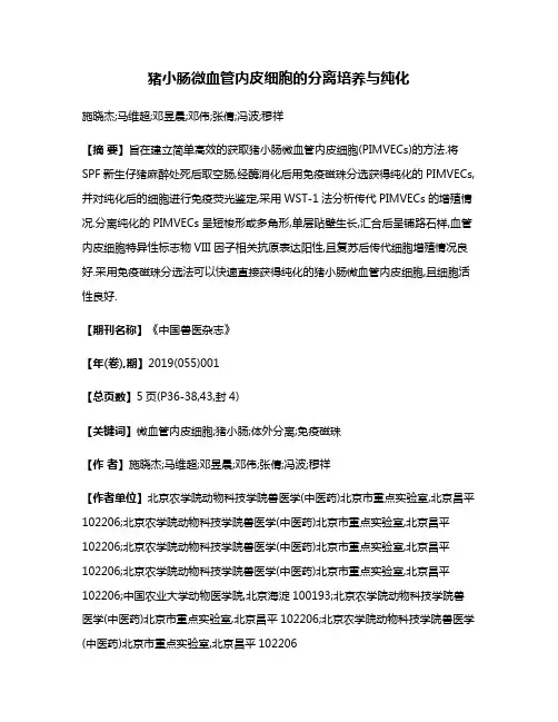 猪小肠微血管内皮细胞的分离培养与纯化