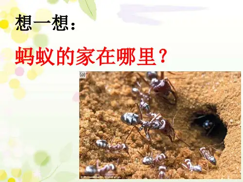 14土壤里的小动物
