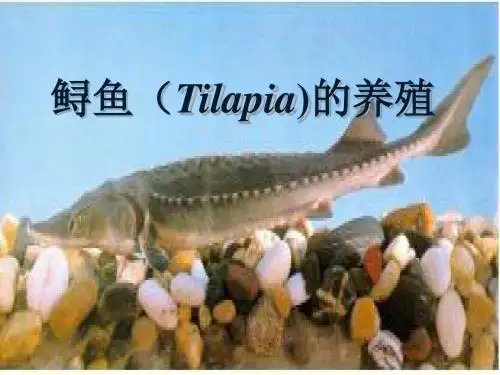 鲟鱼(Tilapia)的养殖-精选文档