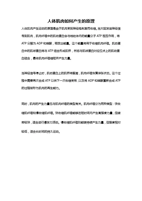 人体肌肉如何产生的原理