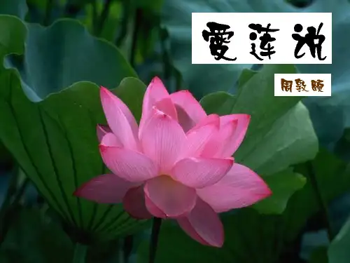 人教部编版语文七年级下册《短文两篇——爱莲说》公开课课件PPT