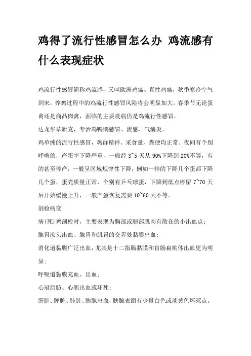 鸡得了流行性感冒怎么办 鸡流感有什么表现症状
