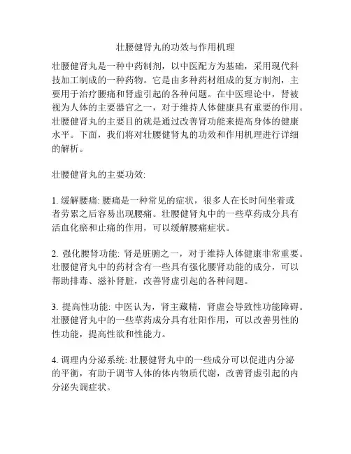 壮腰健肾丸的功效与作用机理