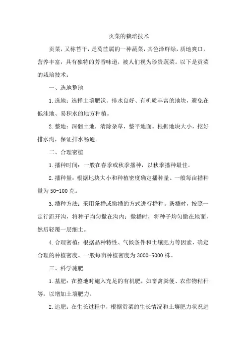 贡菜的栽培技术