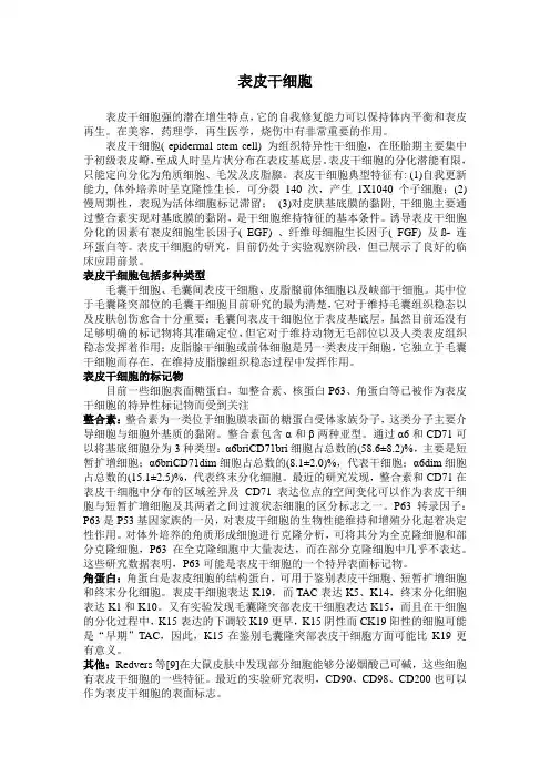 表皮干细胞