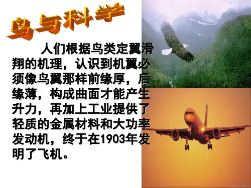 鸟与人类的关系