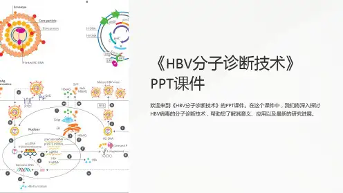 《HBV分子诊断技术》课件