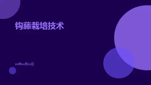 钩藤栽培技术