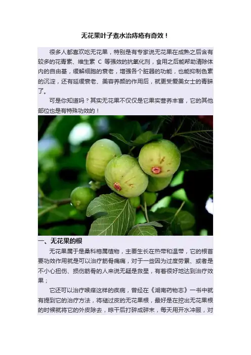 无花果叶子煮水治痔疮有奇效！