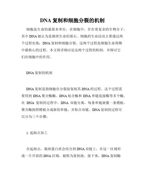DNA复制和细胞分裂的机制