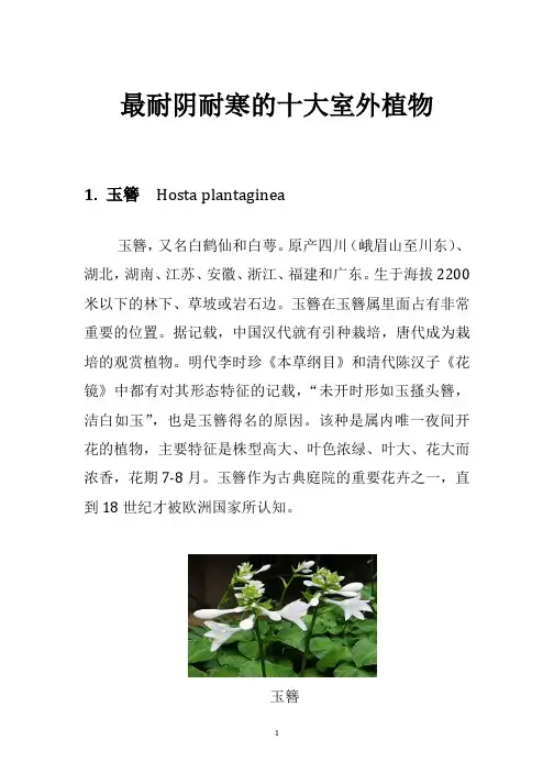 最耐阴耐寒的十大室外植物