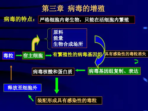 第三章病毒的增殖