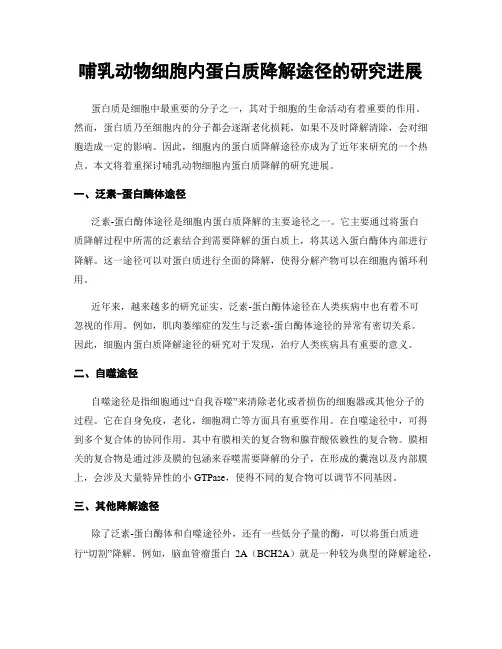 哺乳动物细胞内蛋白质降解途径的研究进展